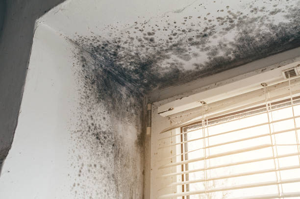 Affordable Basement Mold Removal solutions in Penfield, PA